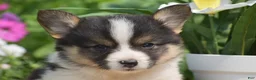 Welsh Corgi Pembroke dogs for sale: Cowboy - Ad 2