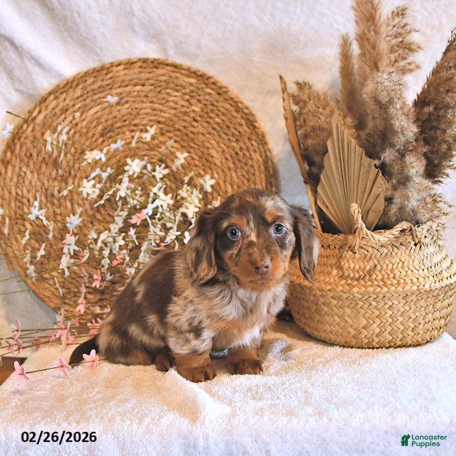 Miniature Dachshund dogs Brett - Ad 2