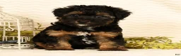 Yorkiepoo dogs for sale: Patriot - Ad 6