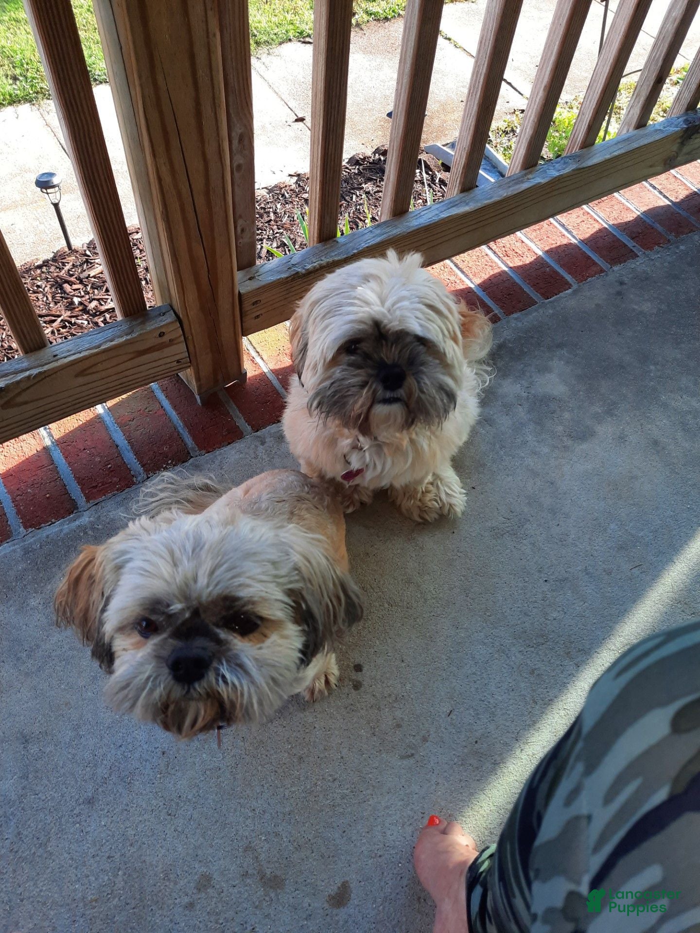 Lhasa Apso dogs Lhasa Apso 1 - Ad 2