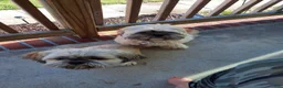 Lhasa Apso dogs for sale: Lhasa Apso 5 - Ad 2