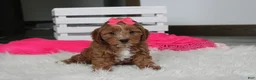 Cockapoo dogs for sale: Felicity  - Ad 16