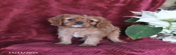 Cavalier King Charles Spaniel dogs for sale: Amber - Ad 5
