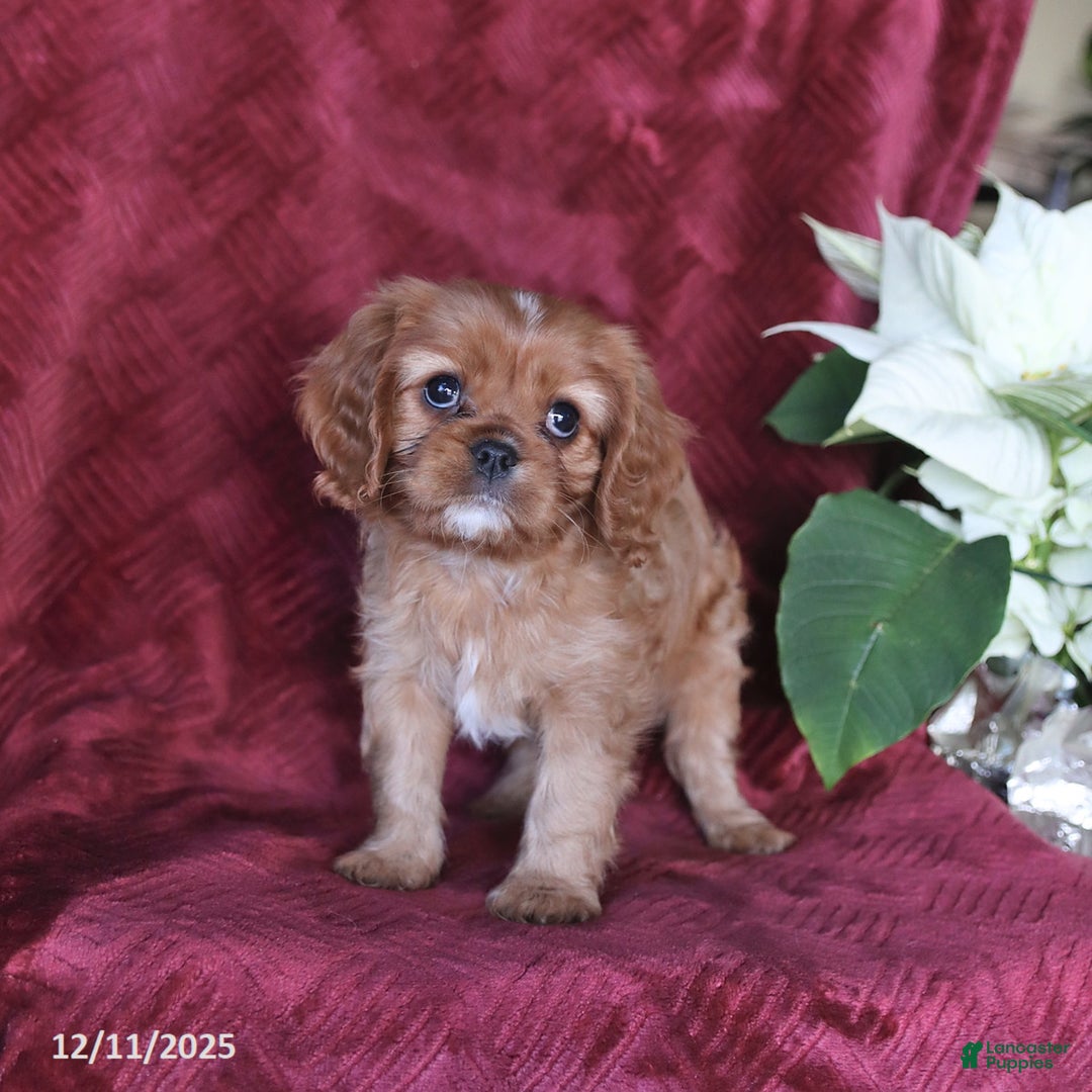 Cavalier King Charles Spaniel dogs for sale: Amber - Ad 5