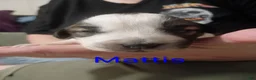 Mixed Breed dogs for sale: Mattis - Ad 8