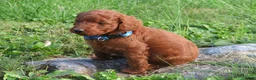 Mini Goldendoodle dogs for sale: Chocolate  - Ad 6