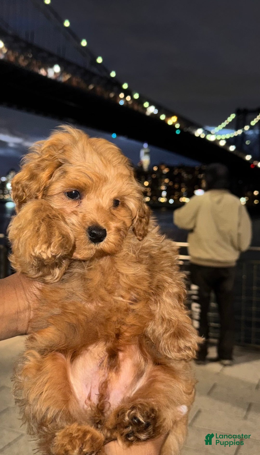 Cockapoo dogs for sale: ⭐️Cooper – The Golden Boy of the Litter 🐾🧡 - Ad 10