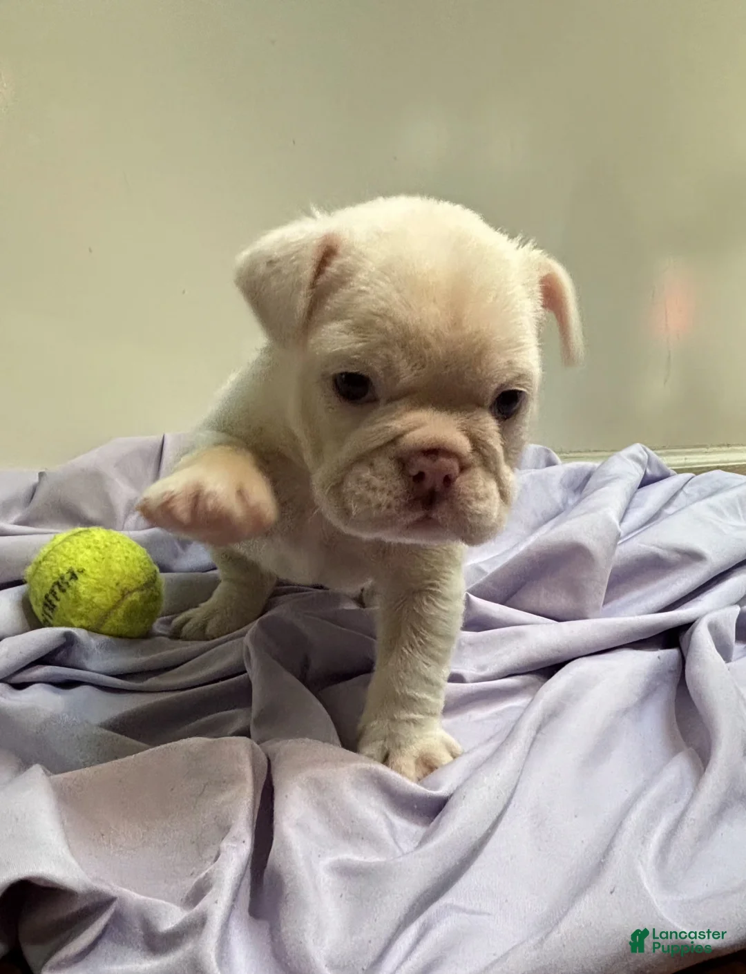 English Bulldog dogs for sale: Winter - Ad 1