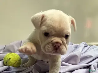 English Bulldog dogs Winter - Ad 42