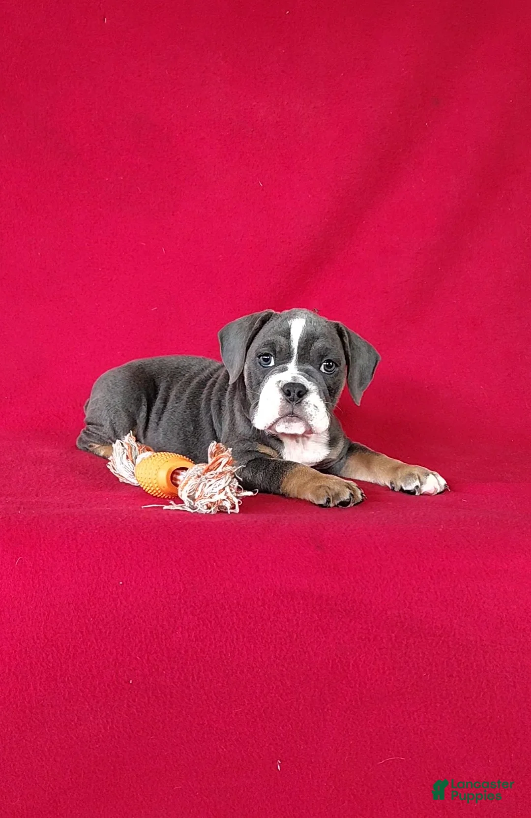 Beabull dogs for sale: Ollie - Ad 1