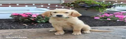 Golden Retriever dogs for sale: Nikita - Ad 2