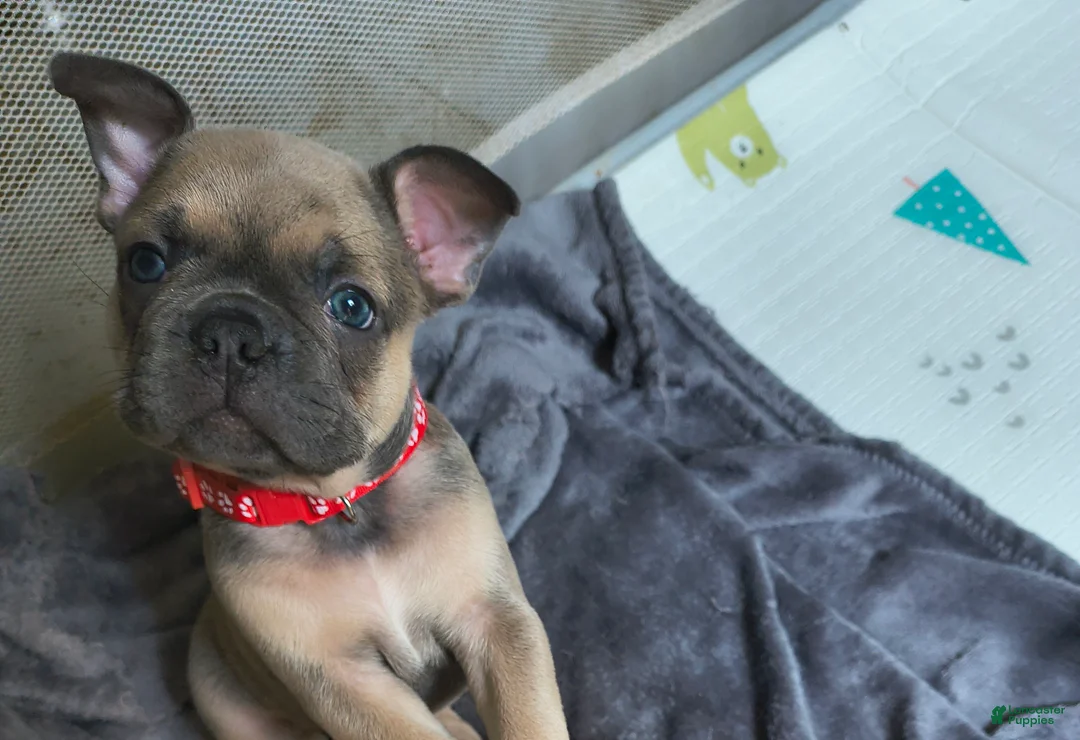 French Bulldog dogs for sale: Smokey Jr  - Ad 1