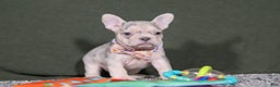 French Bulldog dogs for sale: Jayla - Ad 4