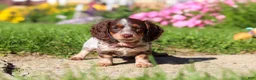 Dachshund dogs for sale: Sadie - Ad 4