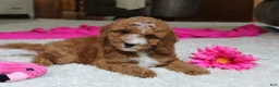 Cavapoochon dogs for sale: Millie - Ad 7