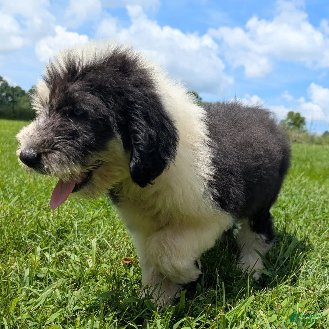Old English Sheepdog dogs for sale: Flurry - Ad 13