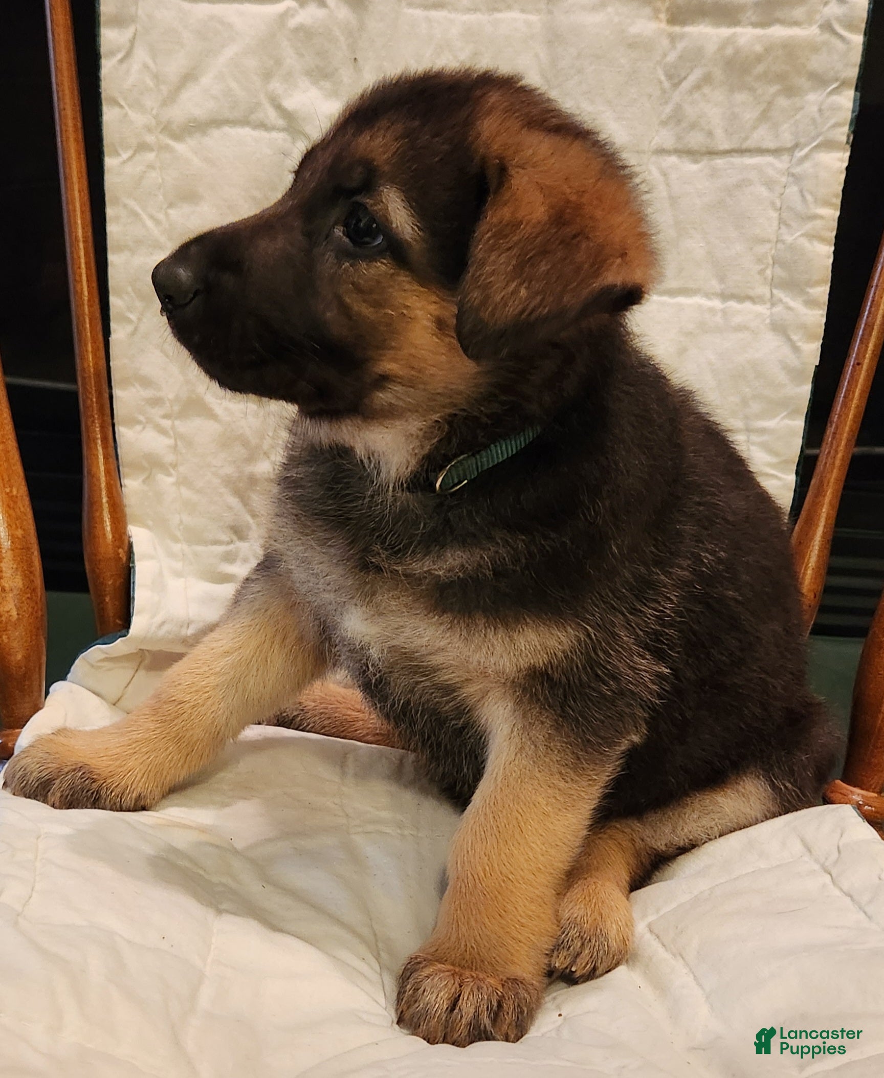German Shepherd dogs German Shepherd Puppy 6 - Dk. Green - Ad 1