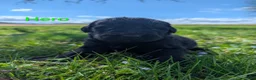 Newfoundland dogs for sale: Hero - Ad 22