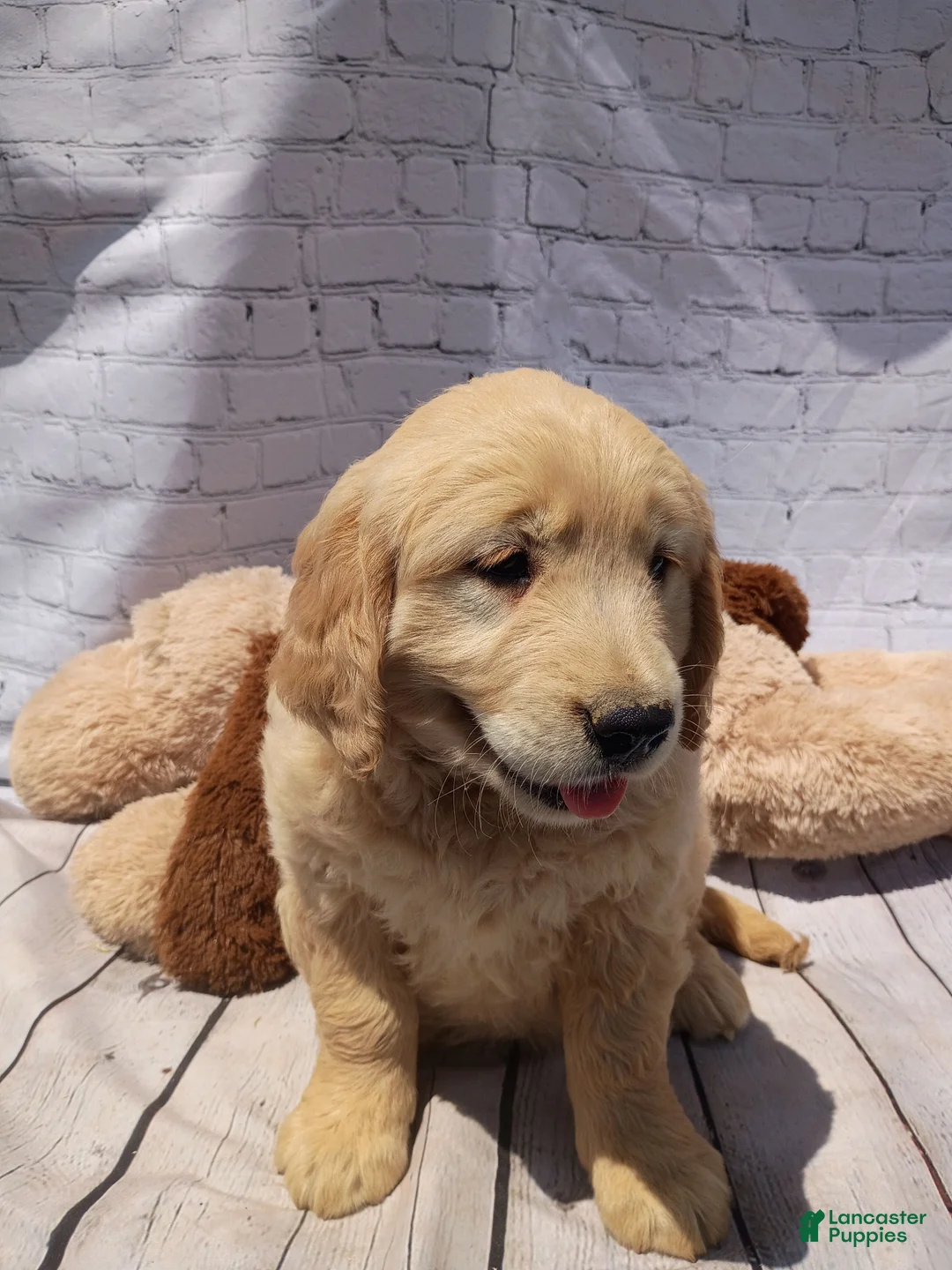 Golden Retriever dogs for sale: Blondie - Ad 6