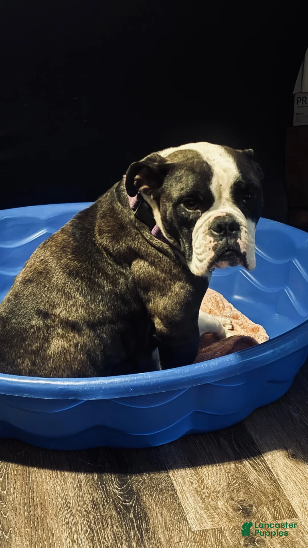 Mixed Breed dogs for sale: Rosie  - Ad 4