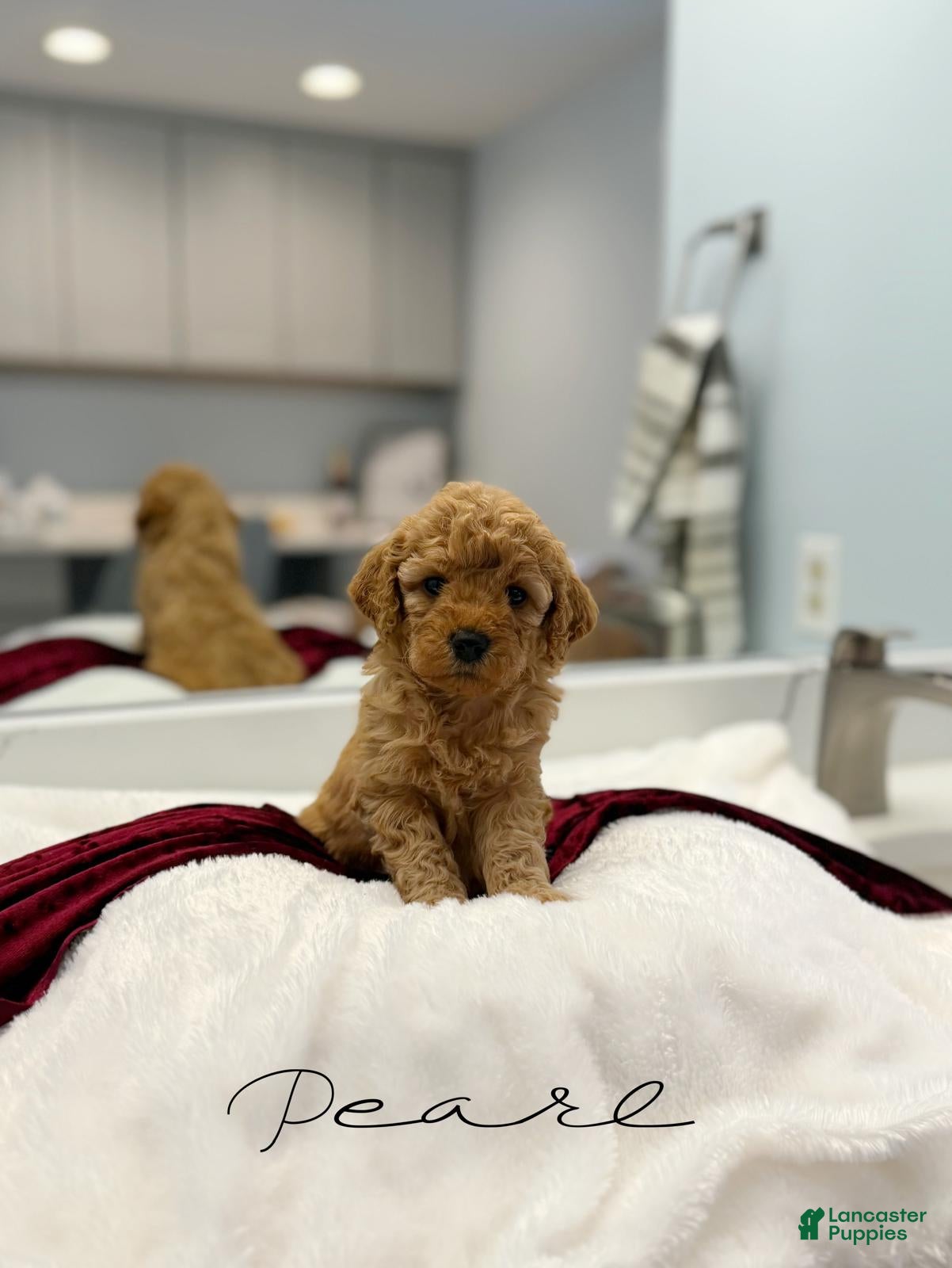 Mini Goldendoodle dogs Pearl  - Ad 2