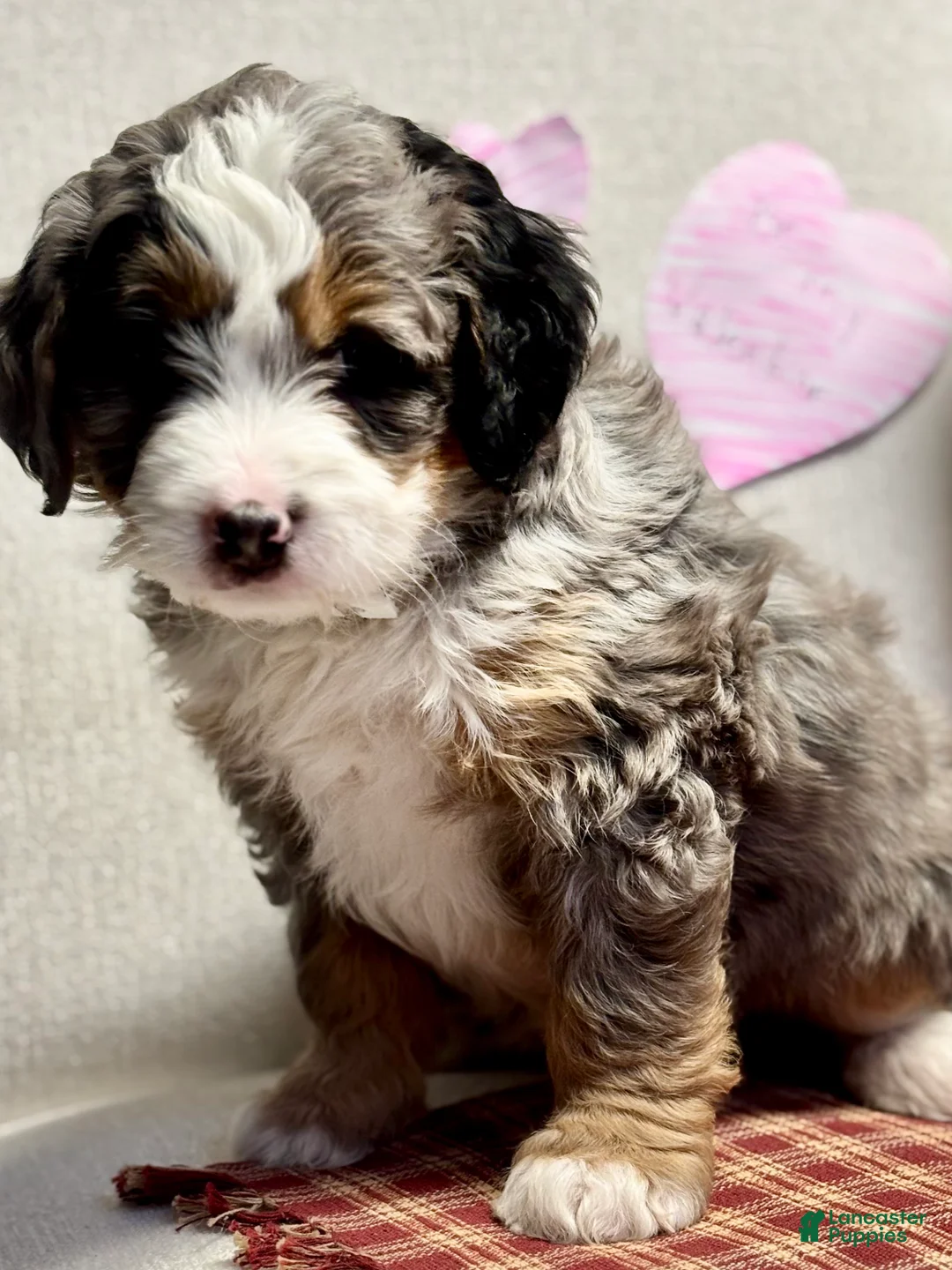 Mini Bernedoodle dogs for sale: Callie Mini Bernedoodle Puppy 1 - Ad 3