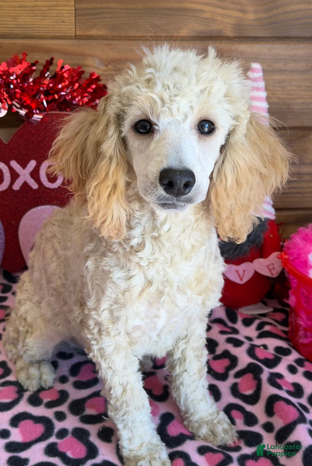 Miniature Poodle dogs for sale: Angie - Ad 3