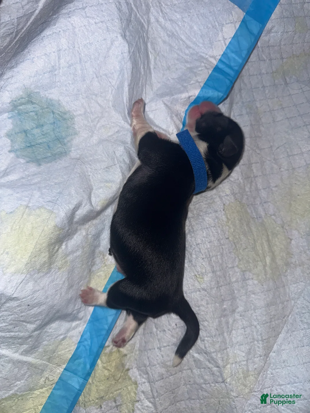 Mixed Breed dogs for sale: Dior - Ad 1