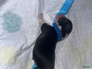 Mixed Breed dogs Dior - Ad 23