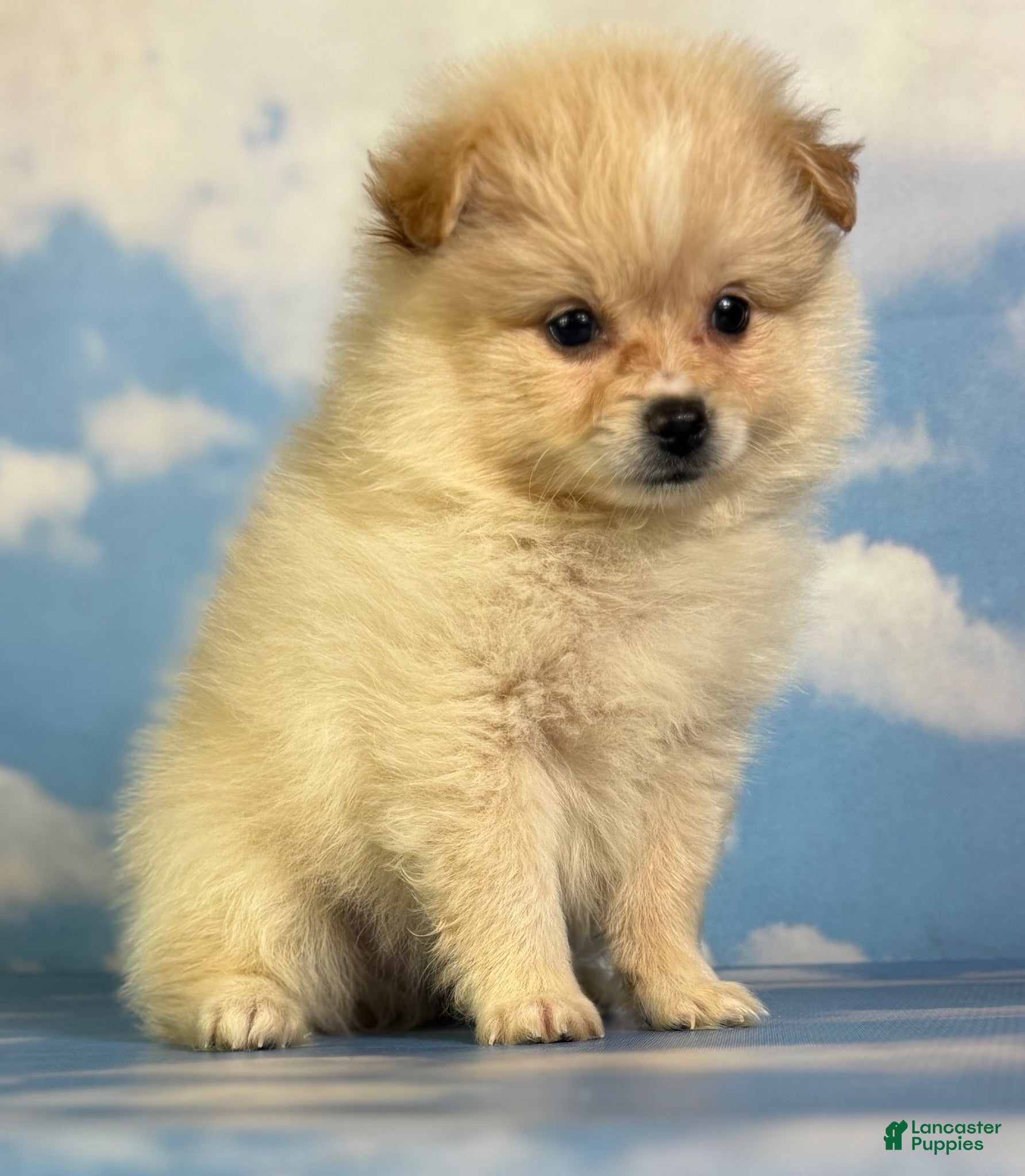 Pomeranian dogs Tipton - Ad 1