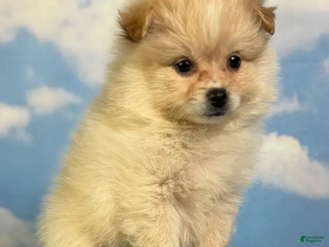 Pomeranian dogs for sale: Tipton - Ad 2