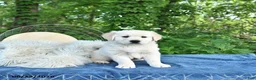 Golden Retriever dogs for sale: Fred - Ad 3