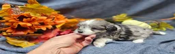 Maltipoo dogs for sale: Joey - Ad 4