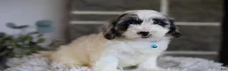 Maltipoo dogs for sale: Dexter  - Ad 10