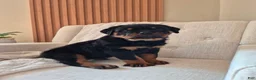 Rottweiler dogs for sale: Bruno - Ad 8