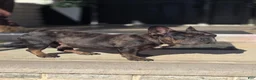 French Bulldog dogs for sale: Biggs - Ad 7