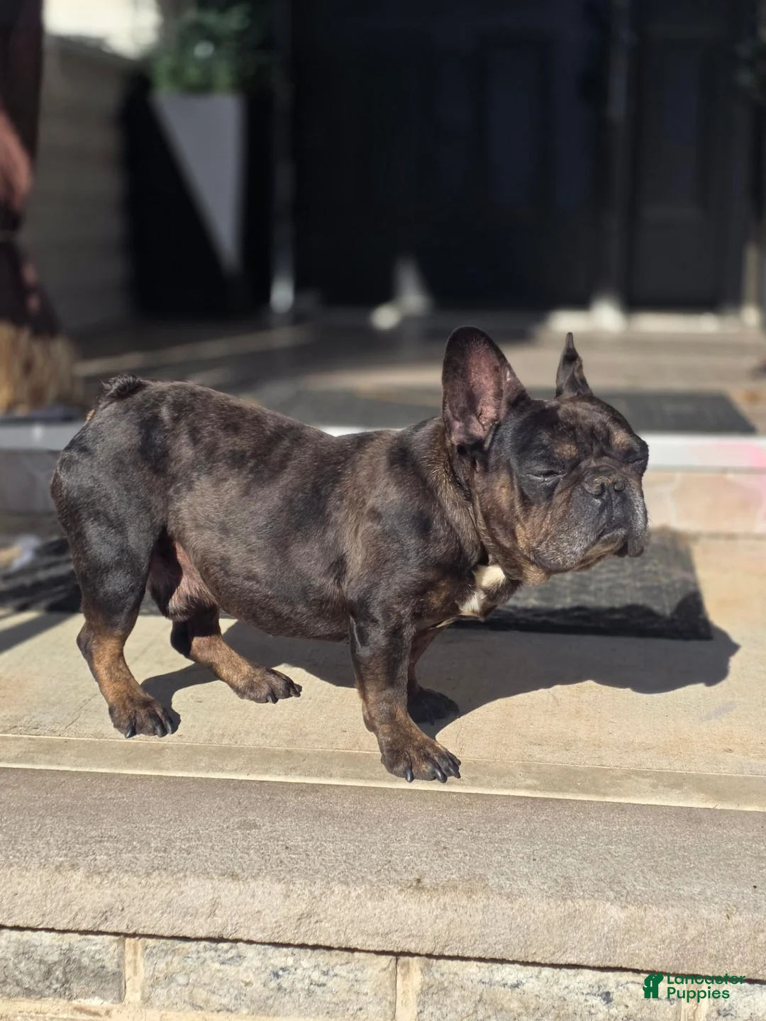French Bulldog dogs for sale: Biggs - Ad 7