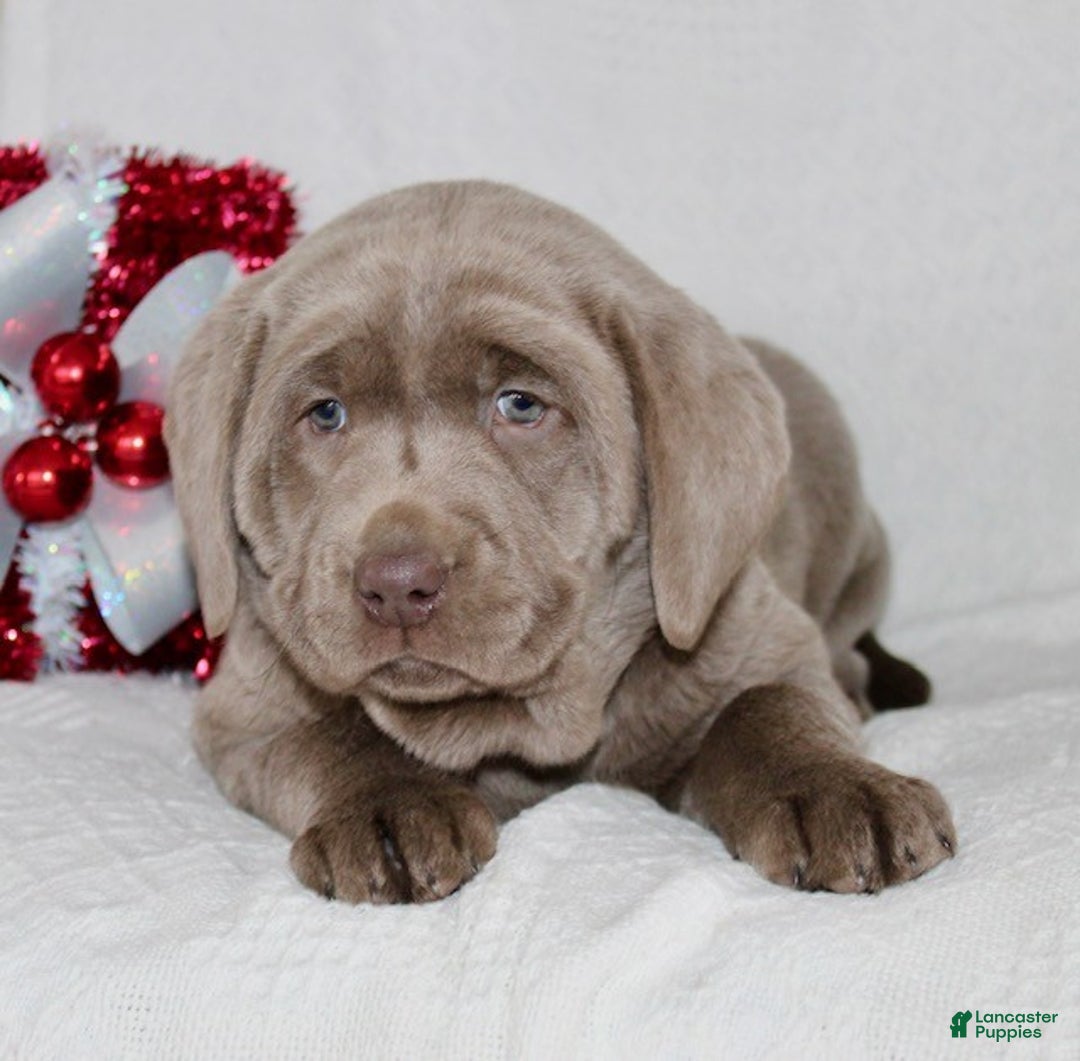 Labrador Retriever dogs for sale: Ribsy - Ad 6
