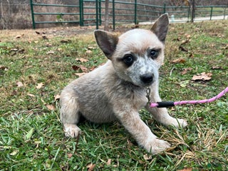 Australian Cattle Dog dogs Panda - Ad 41