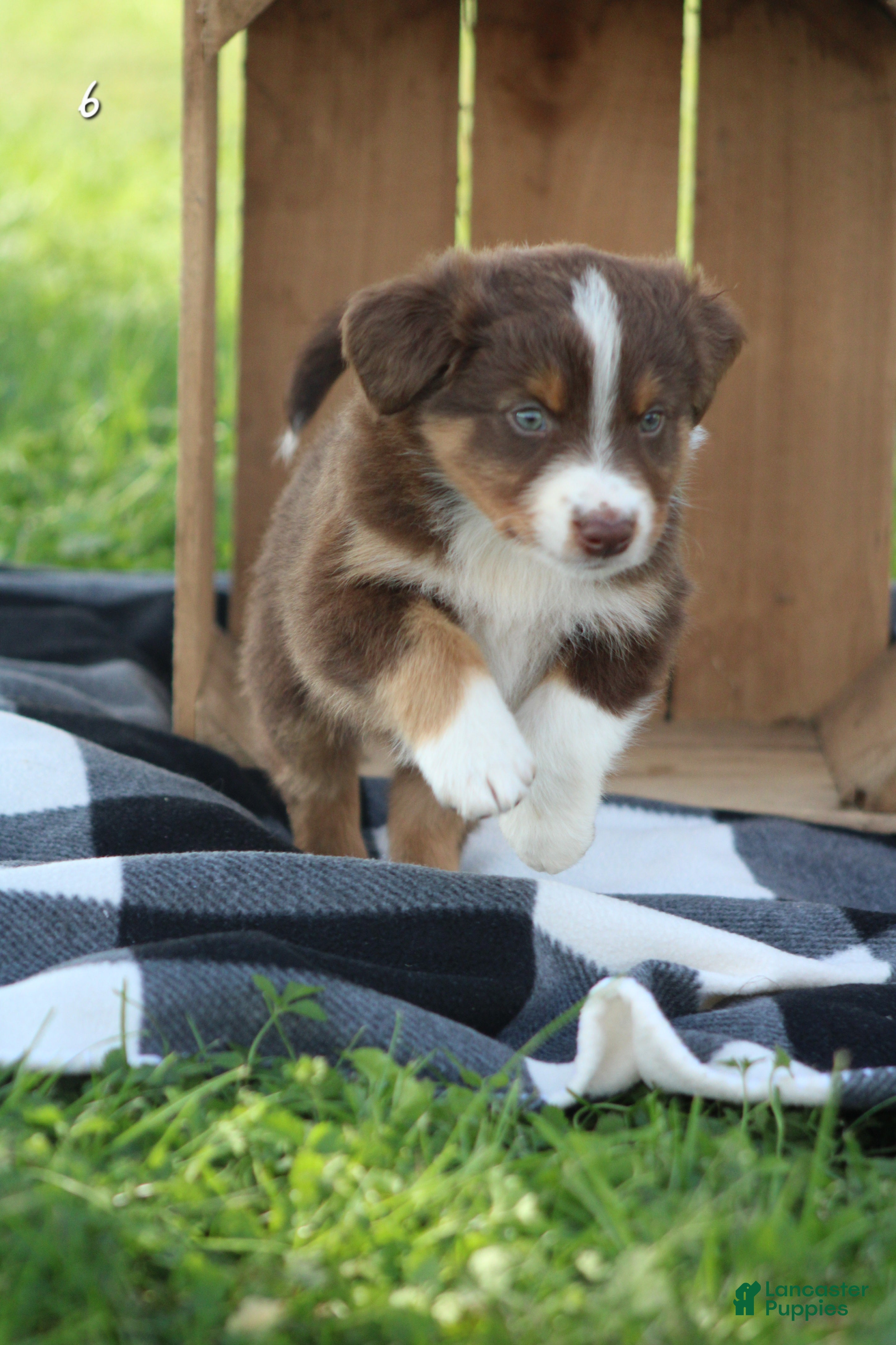 Milly (Australian Shepherd, Female) in Quarryville, PA