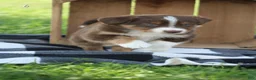Australian Shepherd dogs for sale: Milly  - Ad 1