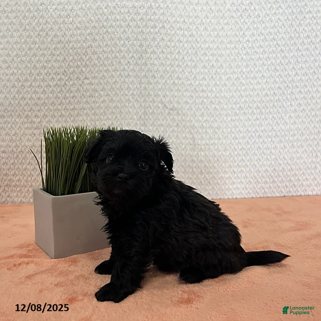 Havapoo dogs for sale: Lilly - Ad 3