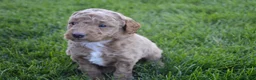 Mini Goldendoodle dogs for sale: Remmy - Ad 2