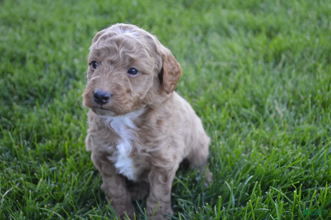 Mini Goldendoodle dogs for sale: Remmy - Ad 2