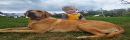 Labrador Retriever dogs for sale: Skye - Ad 4