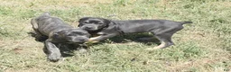 Cane Corso dogs for sale: Group Photos - Ad 3