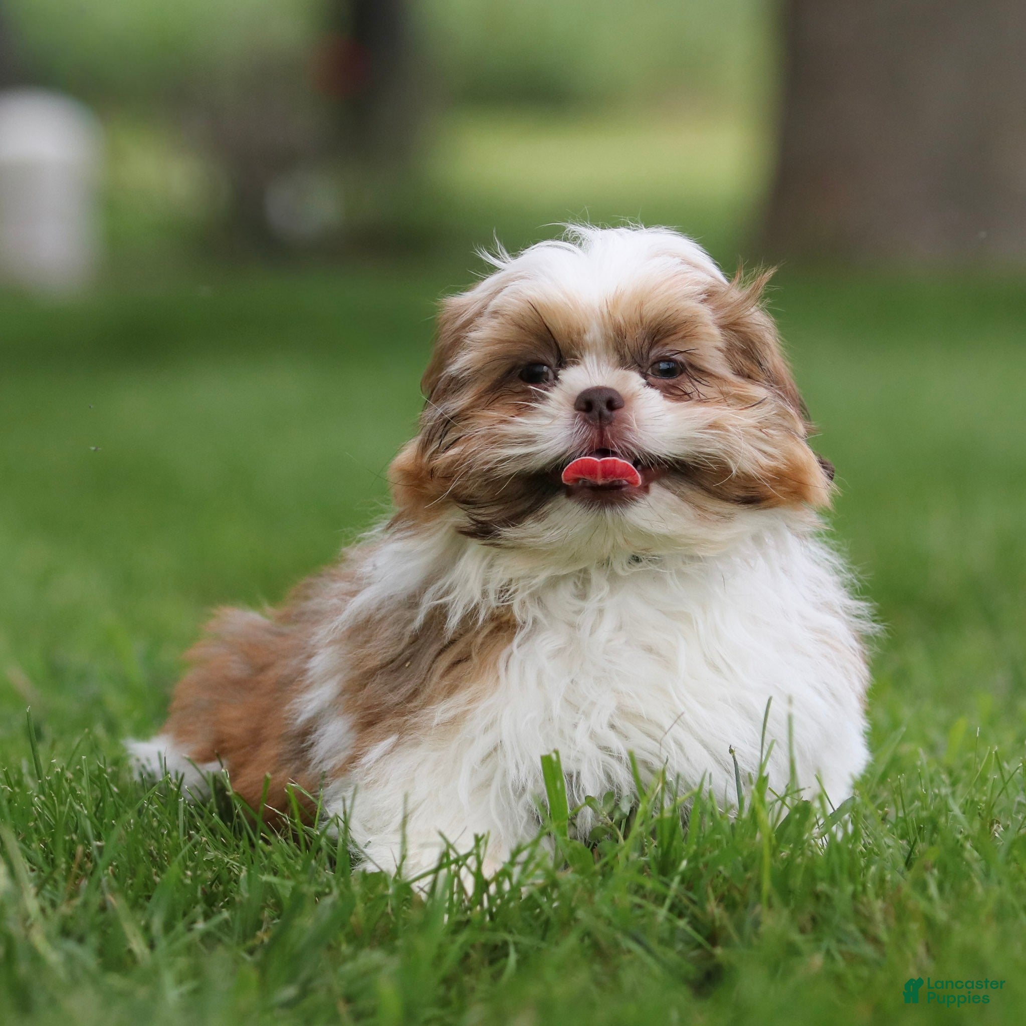 Shih Tzu dogs Rusty Shih Tzu  - Ad 1