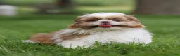 Shih Tzu dogs for sale: Rusty Shih Tzu  - Ad 1