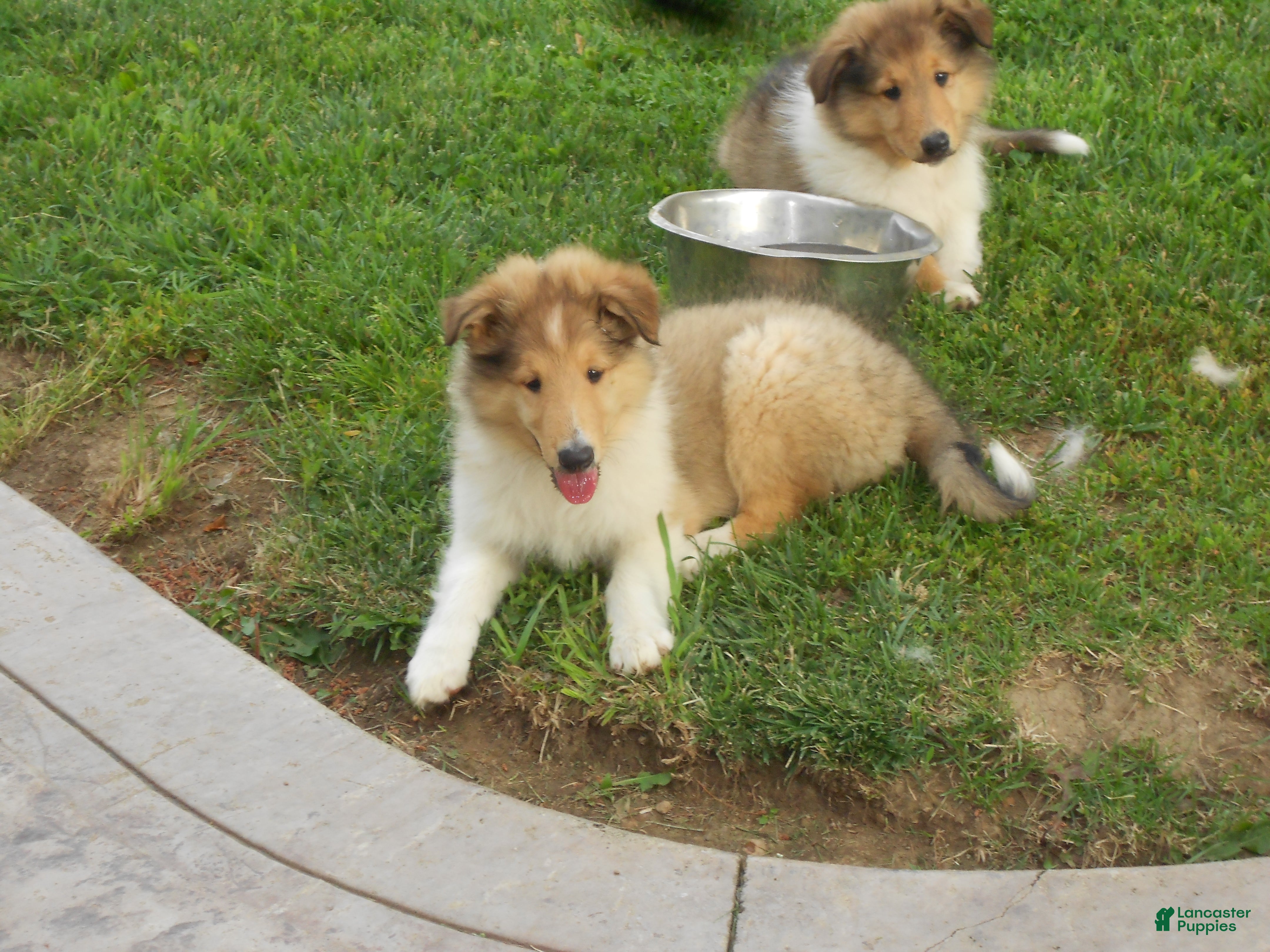 Collie dogs Baker  - Ad 2