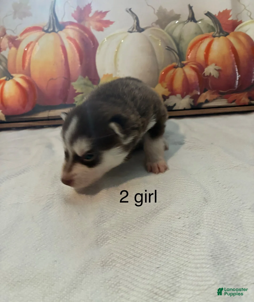 Pomsky dogs for sale: Pomsky 3 - Ad 2